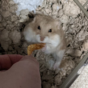 Meet your Posher, Penelope